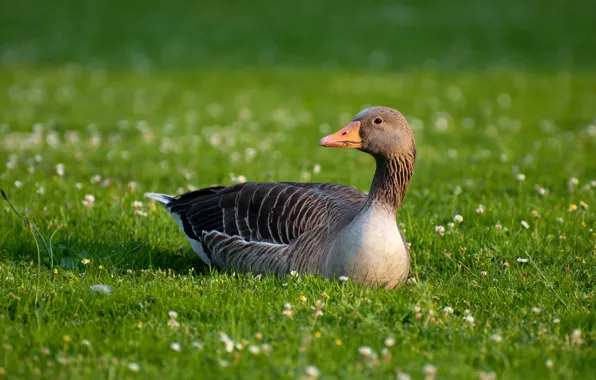 Picture look, stay, chamomile, Germany, meadow, Bonn, Gray goose (Anser anser)