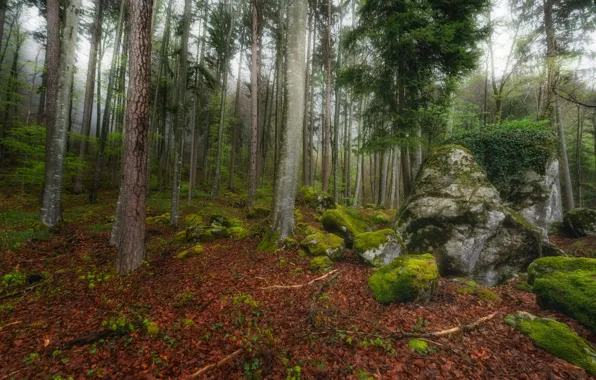 Forest, trees, stones, moss, Switzerland, fallen leaves
