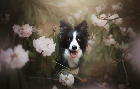 Picture look, face, flowers, branches, dog, rhododendron, The border collie