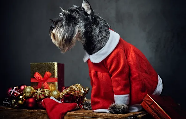 Face, pose, box, gift, Board, dog, Christmas, costume