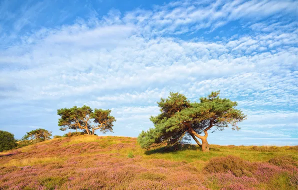 Field, clouds, trees, flowers, hills, meadow, pine, blue sky
