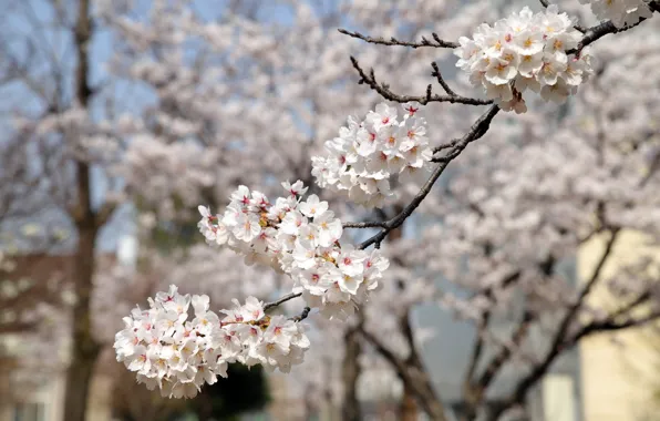 Flowers, branches, cherry, spring, garden, Sakura, white, flowering