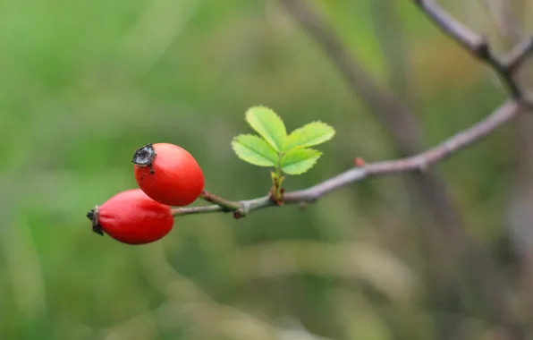 Red, fruit, twig
