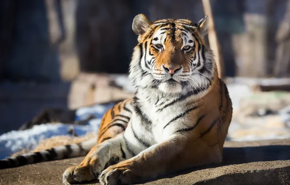 Face, stay, predator, wild cat, the Amur tiger