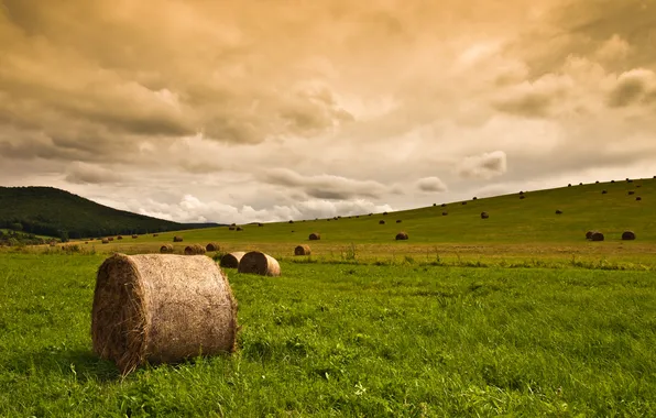 Field, the sky, grass, clouds, nature, stack, hay, straw