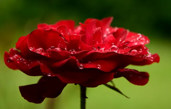 Flower, drops, macro, rose, petals, red, rose, red
