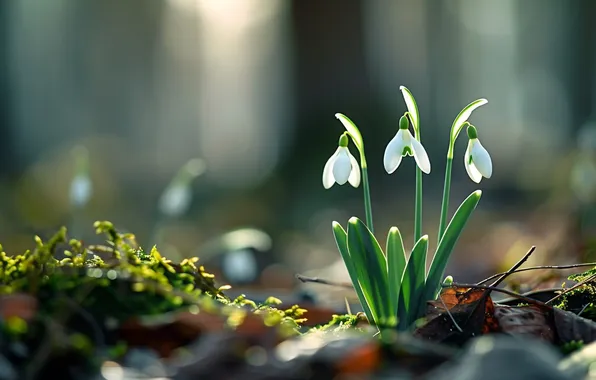 Light, flowers, nature, glade, spring, snowdrops, trio, bokeh