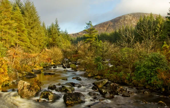 Forest, trees, mountains, river, stream, stones