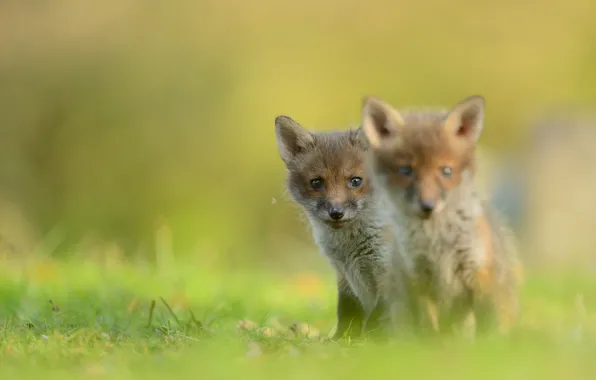 Look, nature, pose, Fox, Fox, a couple, cubs