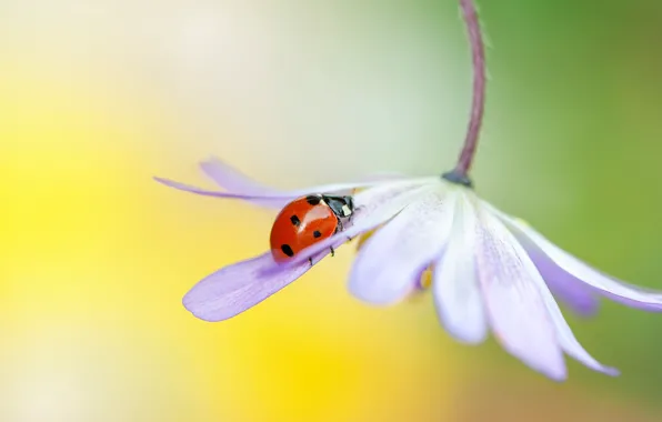 Picture macro, flowers, yellow, red, background, ladybug, beetle, blur