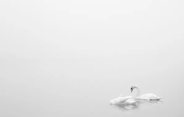 Lake, minimalism, swans