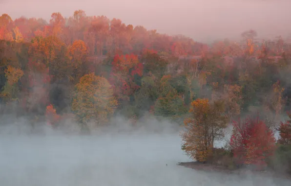 Picture autumn, trees, nature, fog, paint, morning, couples