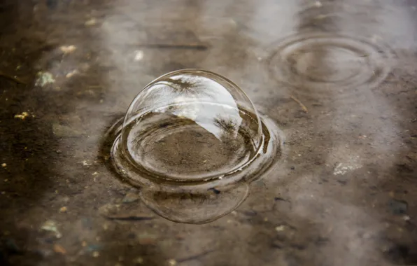 Water, nature, bubble