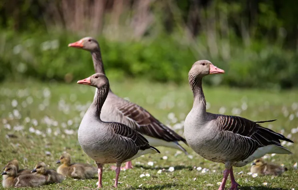 Birds, glade, walk, goose, geese