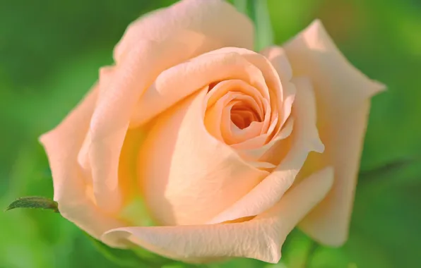 Macro, rose, Bud