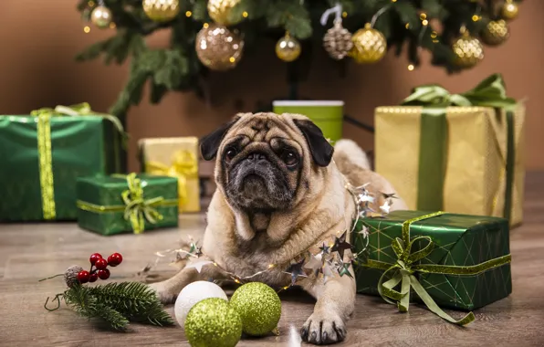Look, balls, pose, room, Board, dog, green, Christmas