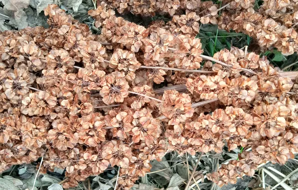 The dried flowers, naturalism, mown grass