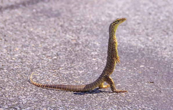 Road, lizard, pedestrians, Varan