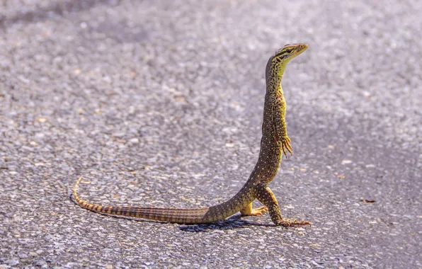 Road, lizard, pedestrian, Varan