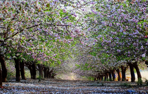 Picture spring, alley, flowering, trees. cherry