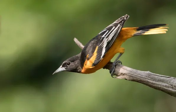 Picture bird, branch, Baltimore Oriole