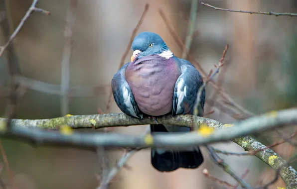Picture look, trees, branches, nature, background, bird, pigeons, sitting