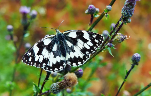 Macro, wings, Butterfly, beautiful, flowering, closeup
