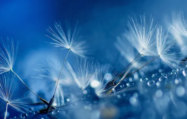 Drops, nature, Rosa, blade of grass