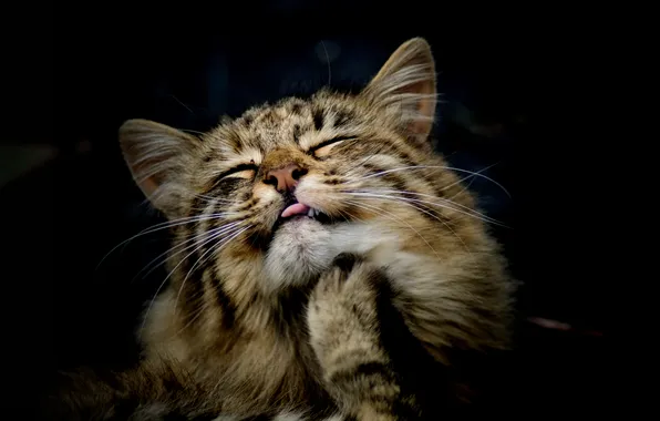 Language, cat, face, paws