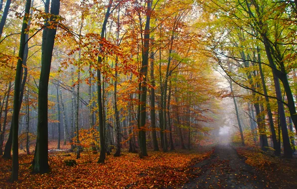Road, autumn, forest