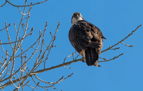 The sky, bird, eagle