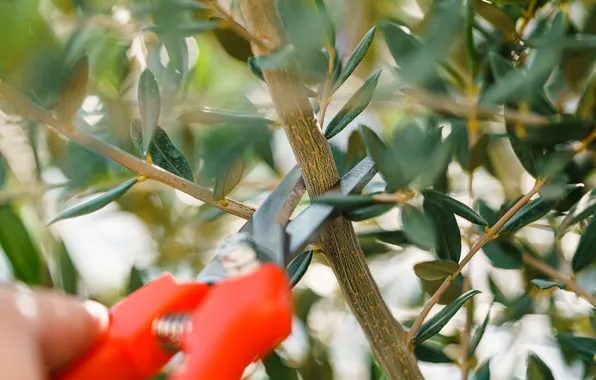 Tree, scissors, cutting, pruning