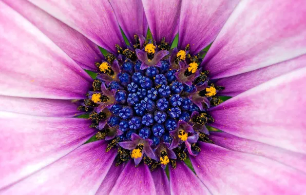 Picture Flower, Pollen, Violet