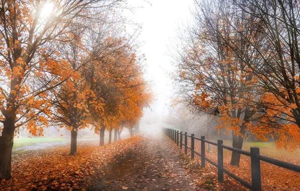 Road, autumn, fog
