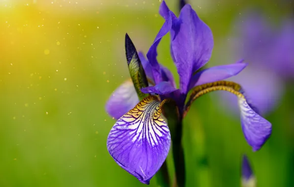 Close-up, blurred background, purple iris