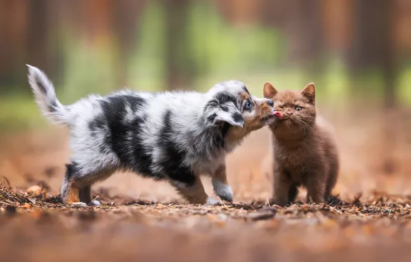 Language, cat, look, nature, kitty, glade, dog, puppy