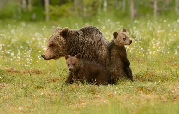Grass, bears, bears, bokeh, cubs, bear