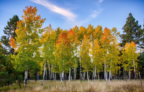 Picture autumn, trees, yellow
