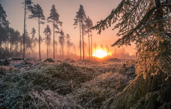 Nature, Landscape, Different