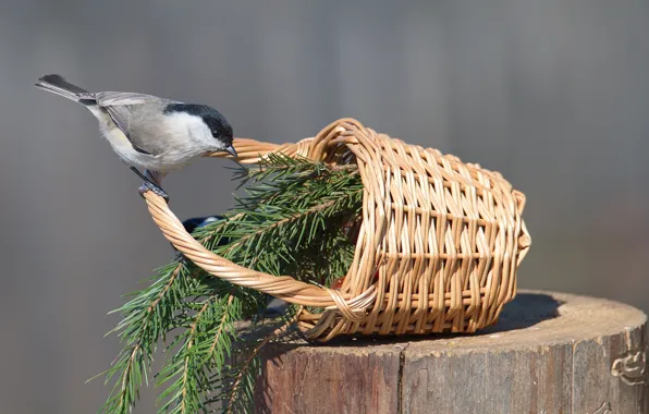 Birds, nature, tit, tit, photohunt