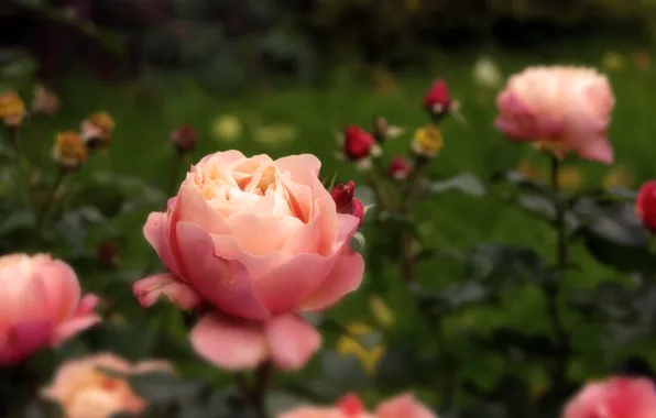 Autumn, flowers, nature, pink, rose, Bud