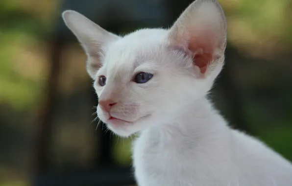 Look, muzzle, ears, Siamese cat