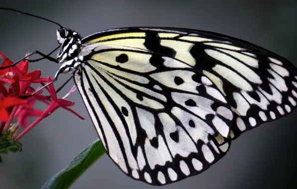 Flower, butterfly, The idea of levkonoe