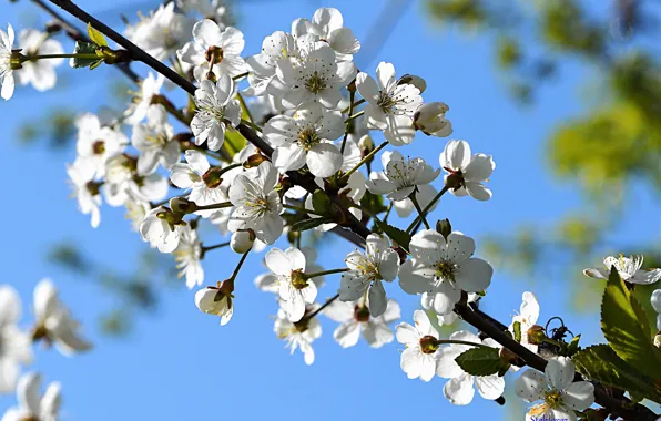 Color, Cherry, The cherry blossoms