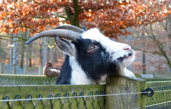 Mesh, the fence, goat