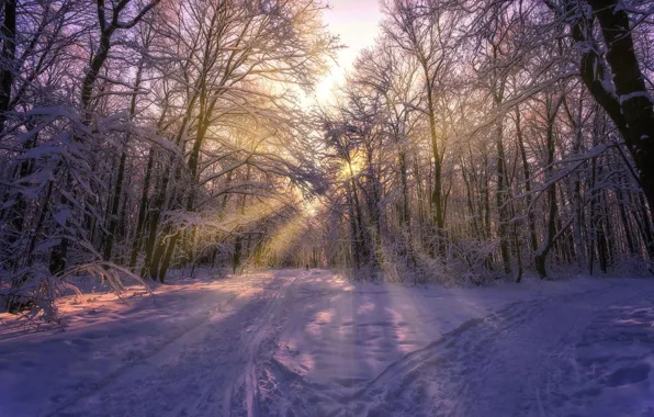 Picture winter, the sun, rays, snow, trees, photo, Aleksei Malygin