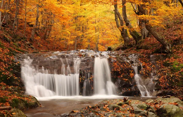 Autumn, forest, trees, nature, foliage, waterfall, nature, picture