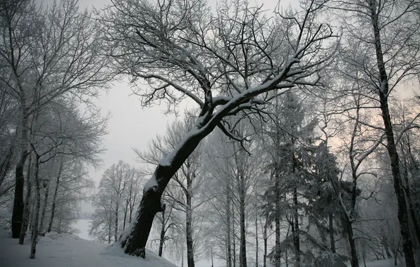 Picture winter, snow, tree, grey