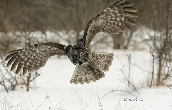 Owl, bird, Great Grey Owl, Great grey owl, Strix nebulosa