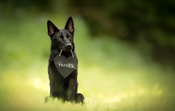 Each, dog, Hunter